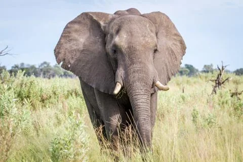 Elephant starring at the camera. Stock Photos
