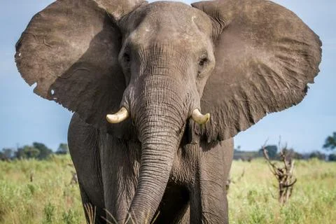 Elephant starring at the camera. Stock Photos