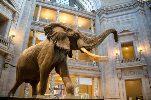 Elephant statue Stock Photos