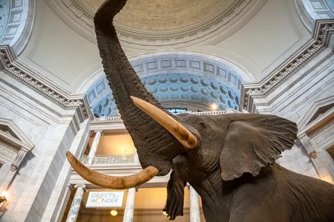 Elephant statue Stock Photos