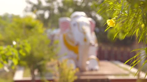 Elephant status Stock Footage 204779216