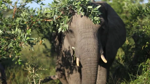Elephant Straight on close up Video stock 41638951