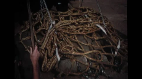 Elephant strapped in net being lifted to transport Stock Footage