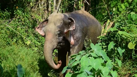 Elephant in Stream, Walks Toward Camera Stock Footage 86016911