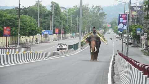 Elephant on a street during lockdown Stock-Footage 134402488