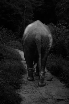 The elephant stroll  Stock Photos