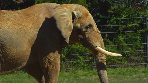 Elephant strolling on field in the zoo Stock Footage 103788942