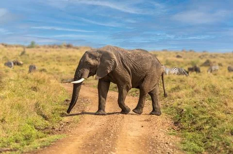 Elephant Strolling Through the Grasslands While Feeding Stock Photos
