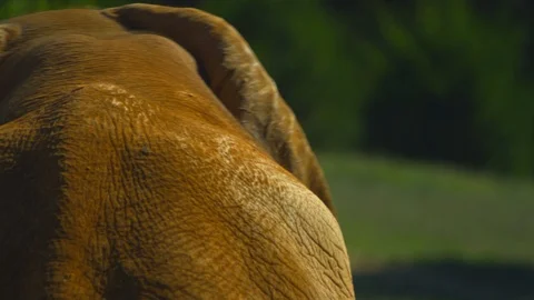 Elephant strolling in the zoo Stock Footage 103787146