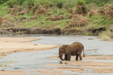 Elephant stuck in river Stock Photos