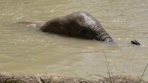 Elephant sunbathing under the hot sun at the zoo Stock Footage