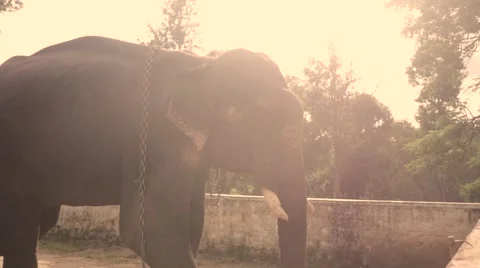 Elephant with sunrise in the background Stock Footage 60822150