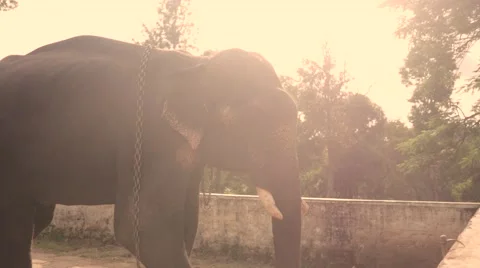 Elephant with sunset in the background Stock Footage 60765626