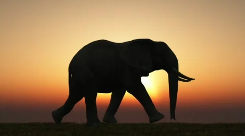 Elephant Sunset 動画素材 588069