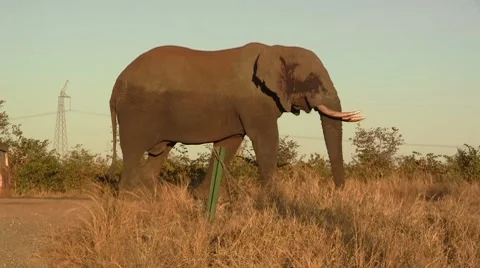 Elephant at sunset Stock Footage 8622315