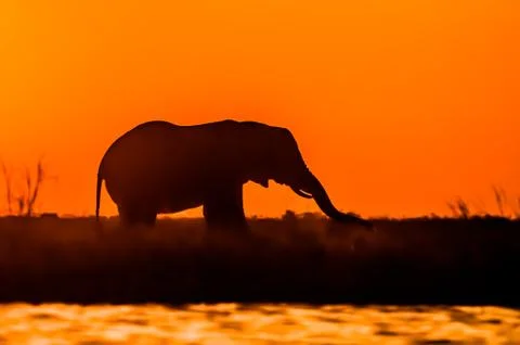 Elephant at Sunset Stock Photos