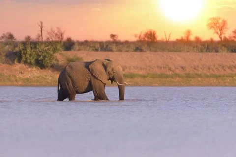 Elephant at sunset Stock Photos
