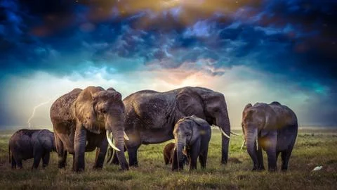 Elephant on sunset Stock Photos