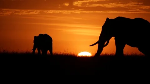 Elephant Sunset Silhouettes Stock Footage