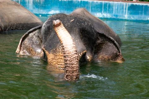 Elephant Swimming in Pool Stock Photos