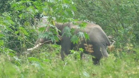 Elephant swing its head Stock Footage 96350863