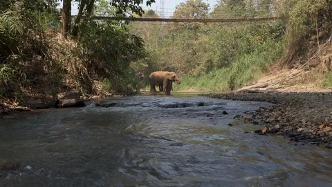 Elephant take a bath at nature stream 库存影片 124813703