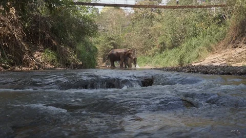 Elephant take a bath at nature stream 库存影片 124813719