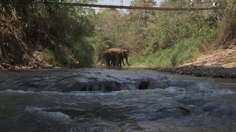 Elephant take a bath at nature stream Vidéo 124813726