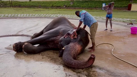 An Elephant is taking a bath with the Mahout during Dussehra in Mysuru,. Stock Footage 162008197