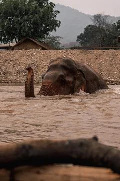 An elephant taking a bath in a river Stock Photos