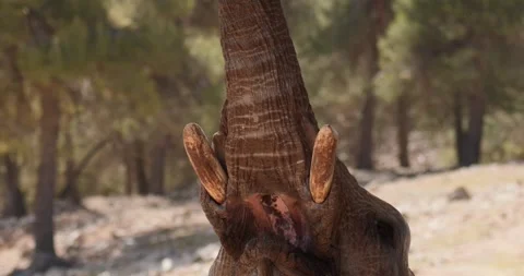 Elephant taking leaves with its trunk and eating, slow motion 120 fps Stock Footage 251725973