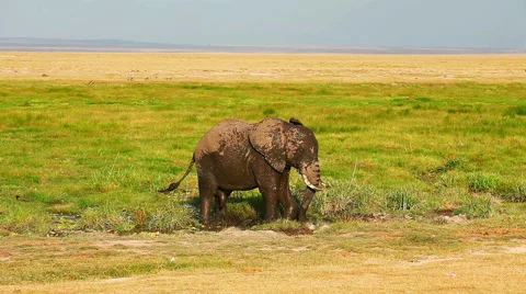 Elephant taking mud bath in Amboseli Park, Kenya Stock Footage 54409091