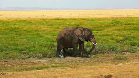 Elephant taking mud bath in Amboseli Park, Kenya Stock Footage 54409528