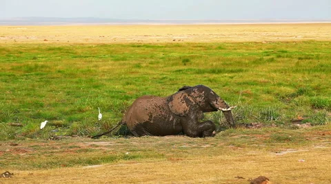 Elephant taking mud bath in Amboseli Park, Kenya Stock Footage 54410935