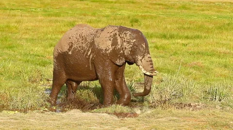 Elephant taking mud bath in Amboseli Park, Kenya Stock Footage 54424498