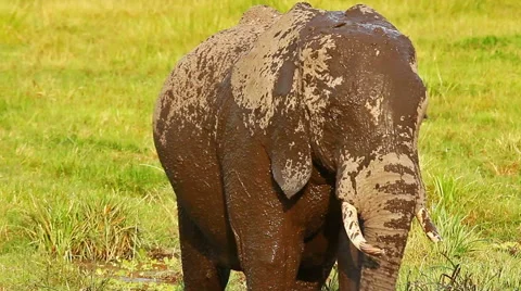 Elephant taking mud bath in Amboseli Park, Kenya Video stock 54424610