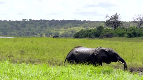 Elephant taking Mud Bath Stock Footage 43013949