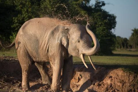 Elephant taking mud bath Stock Photos