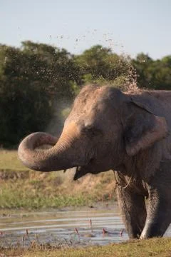 Elephant taking mud bath Stock Photos