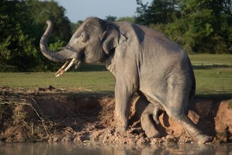 Elephant taking mud bath Stock Photos