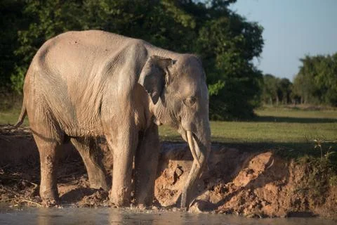 Elephant taking mud bath Stock Photos