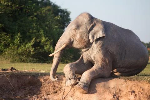 Elephant taking mud bath Fotos Stock