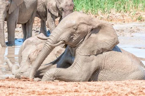Elephant taking mudbath Stock Photos