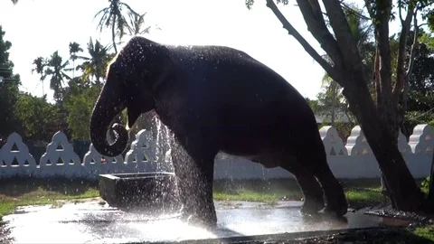 Elephant taking shower Video stock 78027648