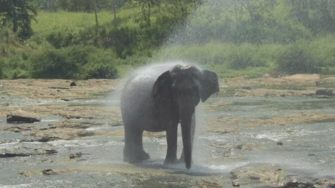 Elephant taking a shower Stock Footage 108633088
