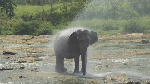 Elephant taking shower Stock Footage 109421761