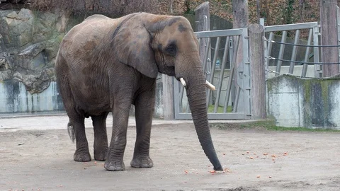 Elephant taking by trunk feed on ground and putting it in mouth in zoo Video stock 85830554