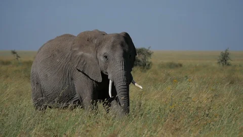 Elephant in Tall Grass, Slow Motion Shot in Serengeti National Park Stock Footage 109128237