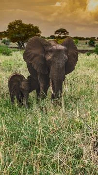 Elephant in Tanzania Stock Photos