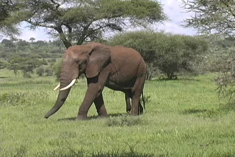 Elephant in Tarangire Stock Footage 125999